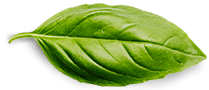 Contact Basil Leaf